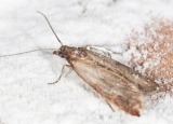 How to Get Rid of Pantry Moths: Facts, Remedies, and Treatments