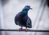 Best Pigeon Deterrent in 2024: Expert Reviews