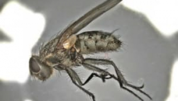 How to Get Rid of Cluster Flies: Detailed Identification & Removal Guide