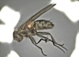 How to Get Rid of Cluster Flies: Detailed Identification & Removal Guide