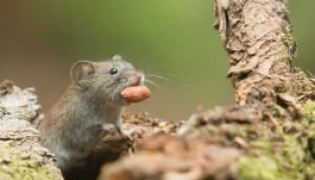 Rat and Mouse Danger and Diseases: All You Need to Know