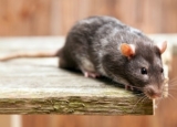 How Much Does a Rat Exterminator Cost in 2024: Rat Removal Prices Explained