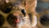 How to Get Rid of Rat Urine Smell