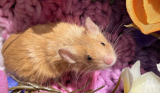 Does Bleach Repel Mice: Guide With Answers