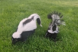 How to Stop Skunks From Digging up Lawn: Complete Skunks Control & Prevention Guide
