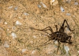 How to Get Rid of Spider Crickets: Complete Camel Cricket Removal Guide