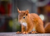 How to Get Rid of Squirrels: Detailed Identification & Removal Guide