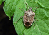 Bugs That Look Like Stink Bugs: How to See the Difference?