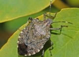 How to Get Rid of Stink Bugs: Detailed Identification & Removal Guide