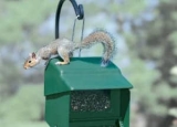 Best Squirrel Proof Bird Feeder in 2024: Expert Reviews