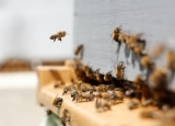 How Much Does Bee Removal Cost in 2024: Bee Exterminator Prices Explained