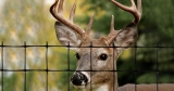 5 Best Deer Fences to Buy in 2024: Expert Deer Fencing Reviews