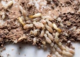 Termites vs. Flying Ants: Know the Difference for Effective Fight