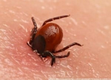 Bugs That Look Like Ticks: 7 Tick Look-alikes Compared
