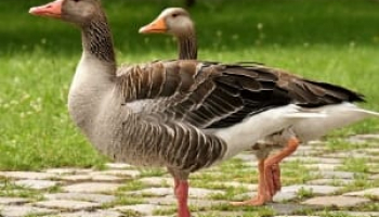 How to Get Rid of Geese In Your Yard and Pond