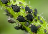 What Do Aphids Eat: Guide on Their Food Preferences