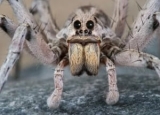 How to Get Rid of Wolf Spiders: Detailed Identification & Removal Guide