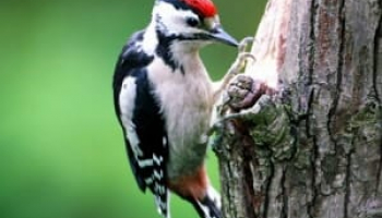 Best Woodpecker Deterrent in 2022: Expert Reviews
