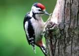 Best Woodpecker Deterrent in 2024: Expert Reviews