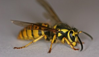 How To Get Rid of Yellow Jackets: Safe Identification & Removal Methods