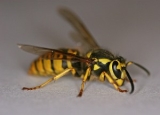 How To Get Rid of Yellow Jackets: Safe Identification & Removal Methods