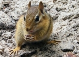 Chipmunk Droppings: Identification & Dangers