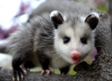 How to Get Rid of Possums: Effective Opossum Removal Methods