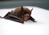 Best Bat Repellents in 2024: Expert Reviews