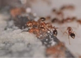 How to Get Rid of Ants With Borax: The Old-School Insecticide