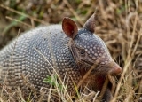 How to Trap Armadillos – Learn Everything About Catching an Armadillo
