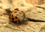 How to Get Rid of Asian Beetles: Detailed Identification & Removal Guide