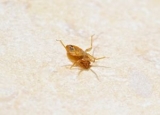 Are Bedbugs Asexual: How do Bed Bugs Reproduce?