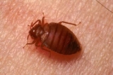 Bugs That Look Like Bed Bugs: 7 Most Common Bed Bug Look Alikes