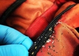 Can Bed Bugs Live in Clothes?