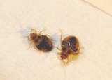Bed Bug Poop: Beginner’s Guide to Identification and Elimination