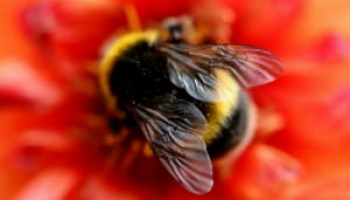 How To Get Rid Of Bumble Bees Expert Recommendations