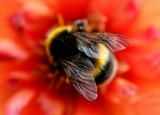 Best Bee Killer Sprays in 2024: Expert Reviews