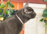 Best Flea Collars for Cats in 2024: Expert Reviews