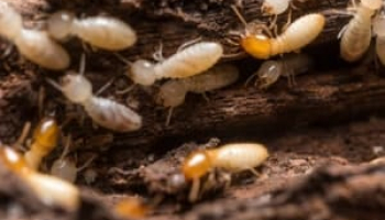 Best Termite Killer Sprays in 2022: Expert Reviews