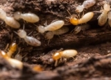 Best Termite Killer Sprays in 2024: Expert Reviews