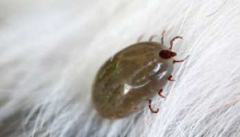 How Much Does Flea Exterminator Cost in 2022: Flea Removal Prices Explained