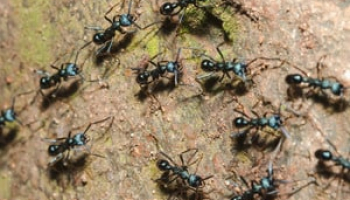 Does Cornmeal Kill Ants, Like For Real?