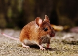 Best Mouse Poisons in 2023: Expert Reviews