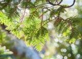 Does Cedar Repel Mosquitoes and Should You Use It?