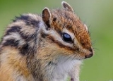 How to Seal a Chipmunk Hole: 3 Ways to Control Rodents
