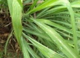 Citronella vs Lemongrass for Mosquitos: All the Details Covered