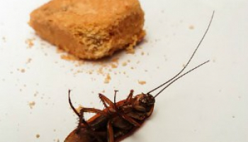 How Much Does Roach Exterminator Cost 2022: Roach Removal Prices Explained