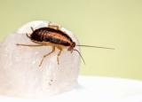 Do Cockroaches Make Noise? Let’s Find Out