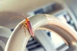 How to Get Rid of Roaches in Car: No Passengers Allowed