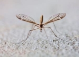 Crane Fly vs Mosquito: How to Spot